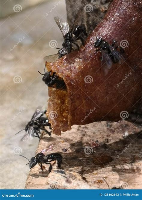 Stingless Honey Bees stock image. Image of bees, cultivated - 125162693