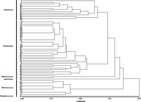 Dendrograms Showing The Relatedness Of Basque Lake Bacterial Isolates