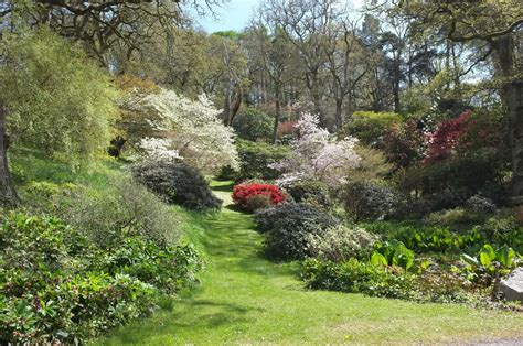 Magnolia × Loebneri Trees And Shrubs Online