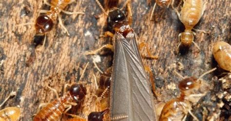 Termites Life Cycle Stages Termites