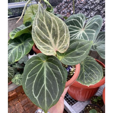 Jual New Anthurium King Of Spades Hu Tanaman Hias Diskon Shopee