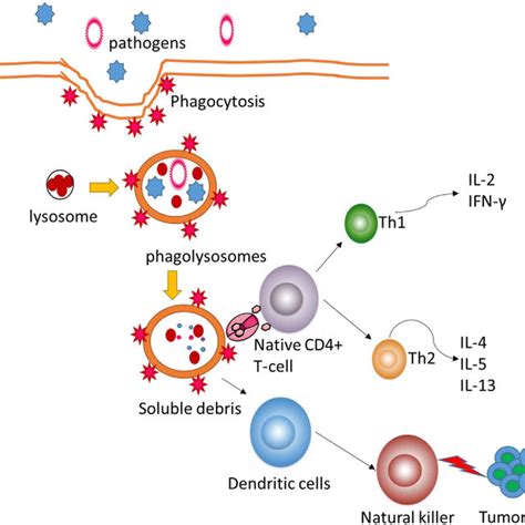 | Schematic representation of pectin structure. Pectin consists of ...