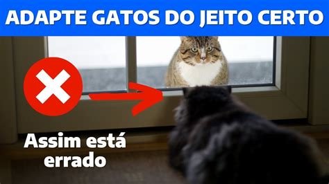 Como N O Adaptar Um Gato Outro Gato Erros Comuns Na Adapta O