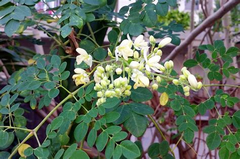 MORINGA PLANTA MEDICINAL Para Que Sirve Propiedades Curativas Que