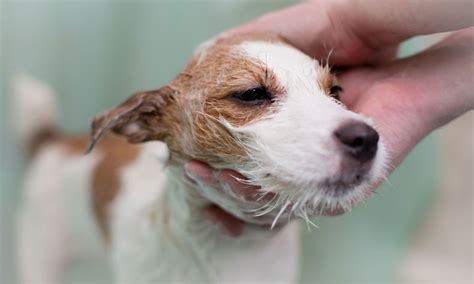 13 лучших шампуней для собак - Рейтинг 2025 года (топ с учетом мнения ...