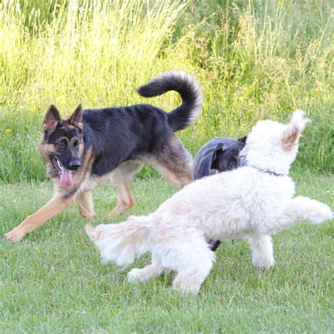 Training German Shepherds - A Realistic, Honest GSD Training Guide ...