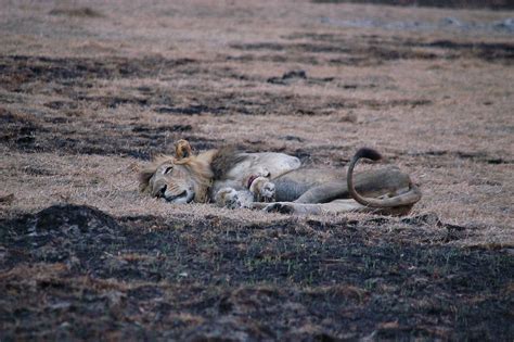 Zambia S Tripod Lions Find A New Lease Of Life In The Kafue National