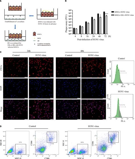 Frontiers H N Influenza Virus Infected Nasal Mucosal Epithelial