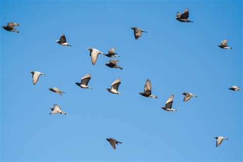 mimpi melihat burung merpati 2d 3