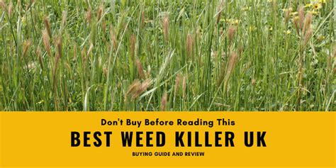 Best Weed Killer Uk Weed Killer Buying Guide And Review Posh Living