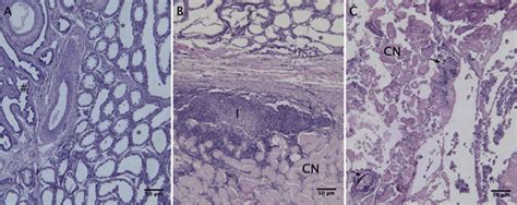 Histological Sections Of The Testicular Parenchyma Hematoxylin Eosin