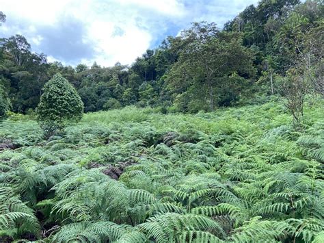 Key Drives On Tropical Forest Succession Wur