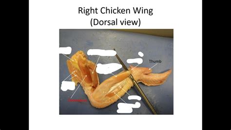 Chicken Wing Diagram Quizlet