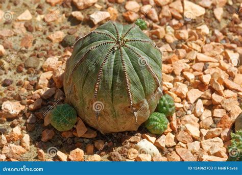 Euphorbia Obesa Stock Image Image Of Cyathia Africa