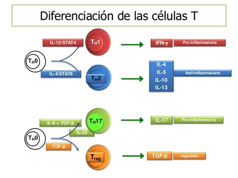 DIFERENCIACIÓN DE LAS CÉLULAS T Celulas Esclerosis multiple