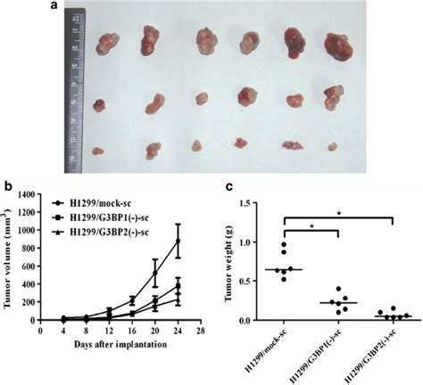 Downregulation Of G3BPs Decreases Tumorigenicity In Nude Mice A