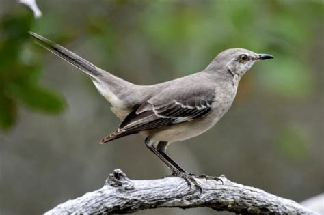 Florida State Bird: Description, Pictures, & Fun Facts