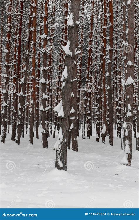 Pine Trees in Winter Forest Stock Photo - Image of scenery, card: 110479264