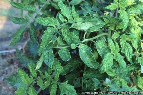 Identificación De Tomato Mottle Mosaic Virus En Accesiones Históricas De