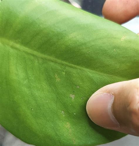 The Damage That Thrips Can Do To Your Monstera Plant A Friendly Gardener