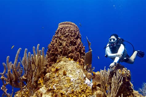 Entry Level Scuba Padi Discover Scuba Diving Roatan Padi Scuba Diver Padi Open Water Diver