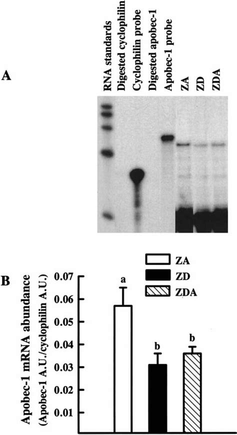 Plasma Apolipoprotein B 48 Hepatic Apolipoprotein B MRNA Editing And