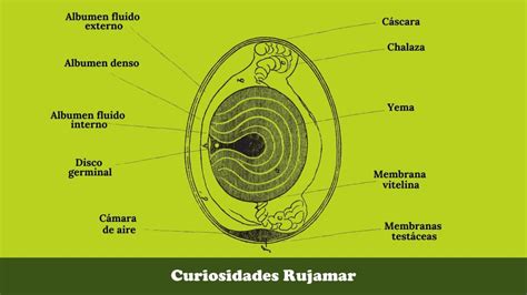 El Huevo Estructura Y Composici N Grupo Av Cola Rujamar