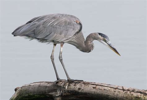 Greatblueheronp Blue Heron Heron Animals