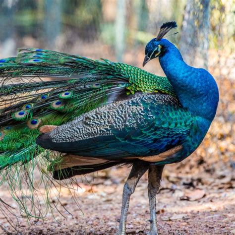 Peacocks For Sale In Pa Finding Peafowl In Pennsylvania Chicken And Chicks Info