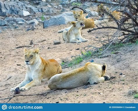 Pride Of Lionesses Panthera Leo Showing Their Love To Each Other In