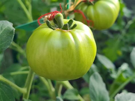 Tomaten richtig nachreifen lassen So rettest du deine grünen Tomaten