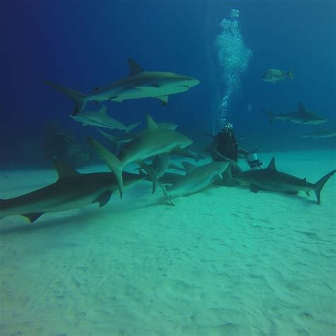 Grand Bahama Shark Dive 2021 - Grand Bahama Island | Viator