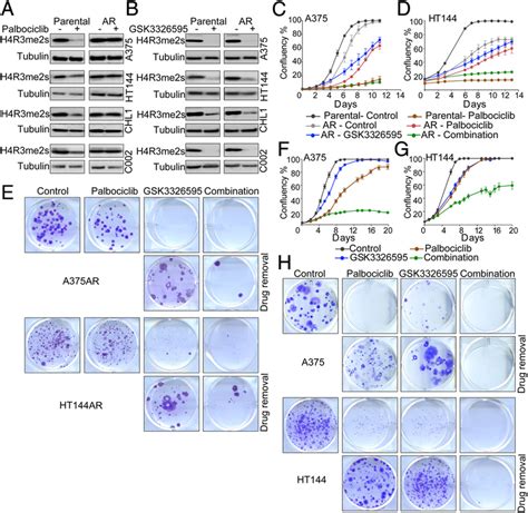 Inhibition Of PRMT5 Sensitizes Melanoma Cells To Palbociclib A