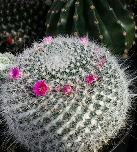 The Mysterious World Of Kosmik Kaktus Succulent Source