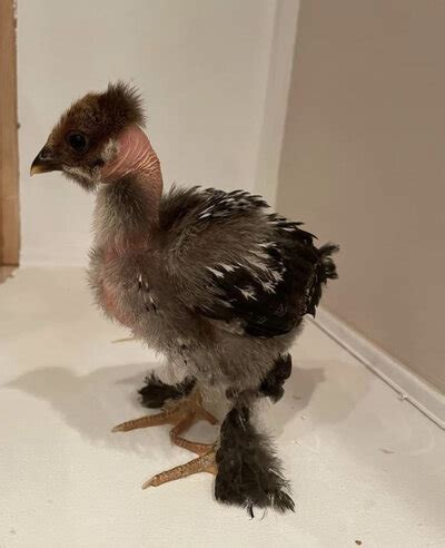 Naked Necks Sexing BackYard Chickens Learn How To Raise Chickens