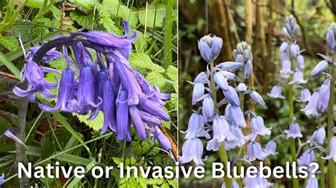 Native Or Invasive Bluebells How To Tell The Difference YouTube