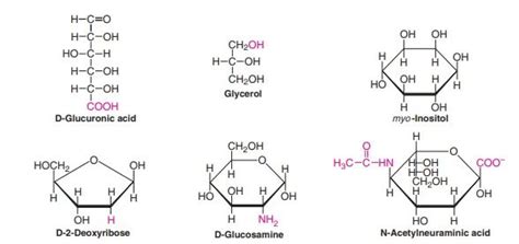 Monosaccharides: Definition, Structure, Types