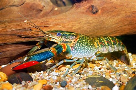 38 best images about Australian Red Claw Crayfish on Pinterest ...