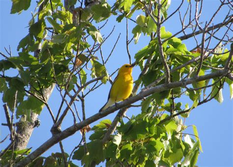 Fall Migration Bird Hike (SEE RECAP IN OUR STORIES) | Oconee River Land Tr