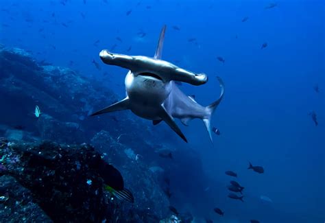 Daedalus Reef Red Sea Diving Safari