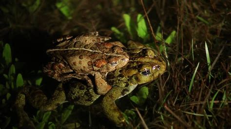 American Toad Life Cycle