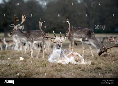 Male fallow deer uk hi-res stock photography and images - Alamy