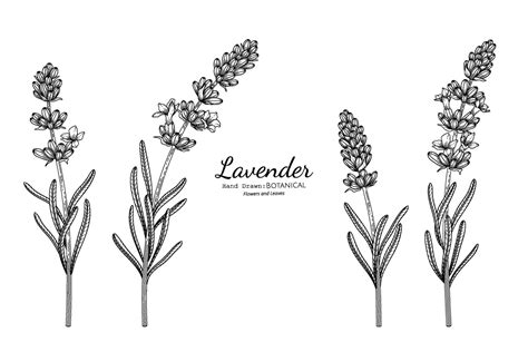 Flor De Lavanda Y Hojas Dibujadas A Mano Ilustración Botánica Con Arte Lineal 2294769 Vector En