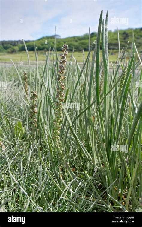 Sea Arrowgrass Triglochin Maritima Clump Flowering On A Saltmarsh Merthyr Mawr Nnr Glamorgan