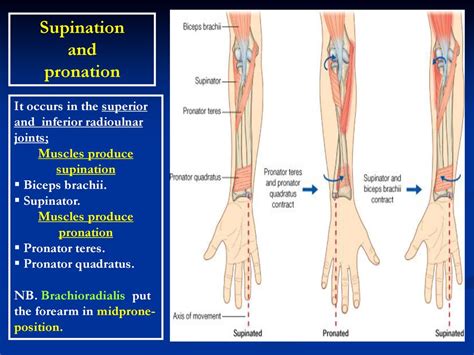 Supinator And Pronator Muscles