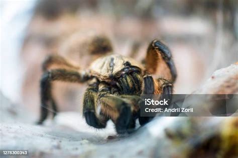 Embudo Tejedor De Tela Araña En Su Telaraña Embudo Fondo De La Vida