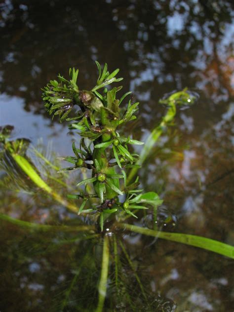 Featherfoil Submerged And Floating Aquatic Plants Of Louisiana · Inaturalist