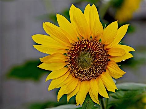 sunflowers nature  pixabay