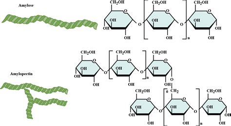 Mention the difference between amylose and amylopectin.
