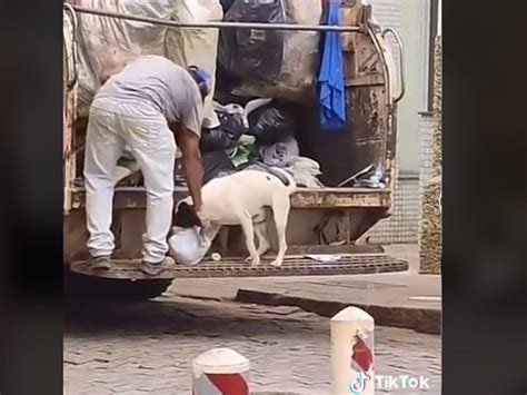 Chal N Perr N Perrito Ayuda A Sacar La Basura Y La Lleva Hasta El